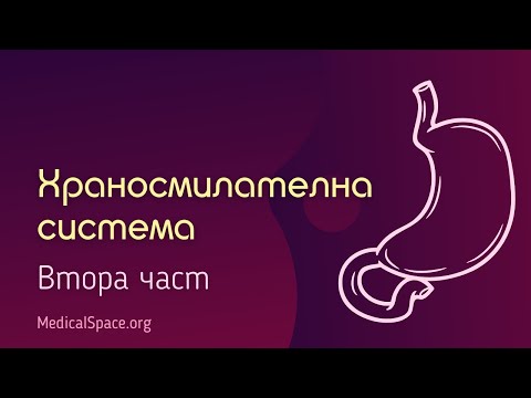 Видео: Храносмилателна система. Втора част