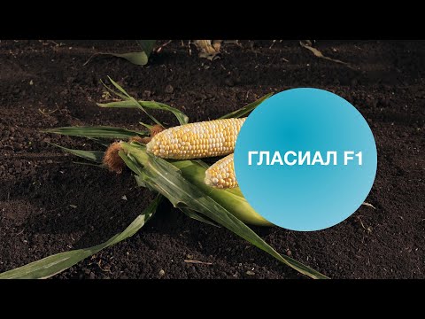 Видео: Гласиал F1 | Овощная усадьба