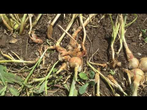 Видео: Уборка лука шалота