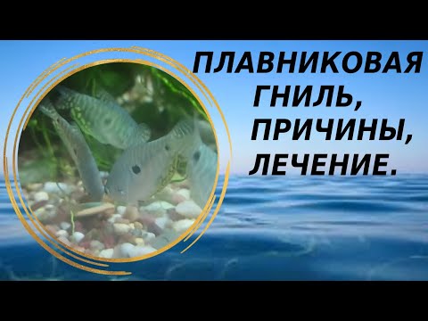 Видео: Плавниковая гниль, причины появления, лечение.
