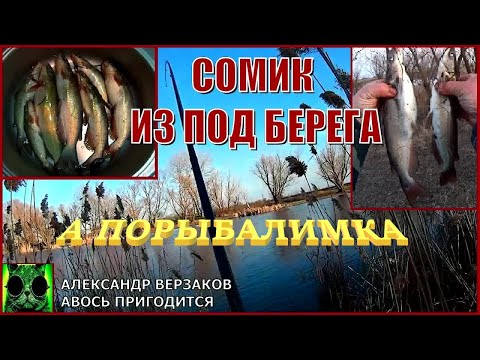 Видео: Сомик из под берега.