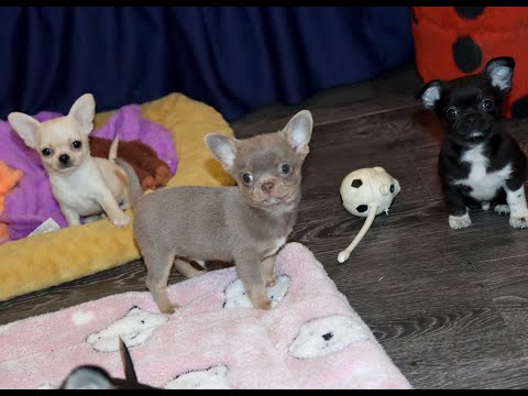 Видео: Как ВЫБРАЛИ!!! Щенка ЧИХУАХУА в нашем Питомнике