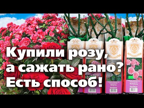 Видео: КАК СОХРАНИТЬ САЖЕНЦЫ ДО ВЫСАДКИ В САД. Советы биолога