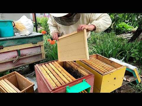 Видео: Розширення 10 рамочників другими корпусами