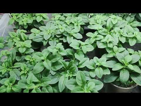 Видео: Петуния. Чем удобрить для хорошего роста и развития. Как сохранить и размножить петунию зимой.