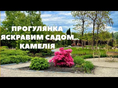 Видео: Прогулянка яскравим садом Камелія біля Києва 🌿🌲🌺