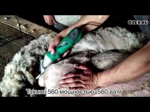 Видео: Машинка для стрижки овец Такуми 560 - работа в  Калмыкии