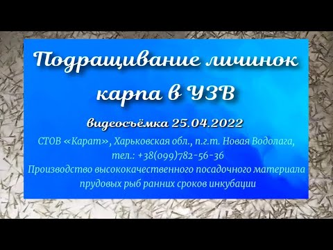 Видео: Подращивание личинок карпа в УЗВ // Видеосъёмка 25.04.2022