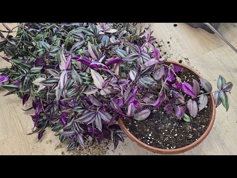 Видео: Как вырастить шикарную Традесканцию меньше чем за год: ПЕРЕСАДКА, УХОД, размножение