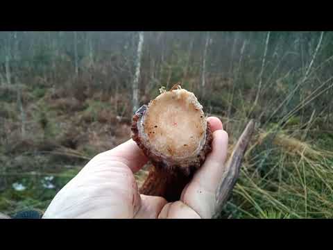 Видео: Поиск рогов