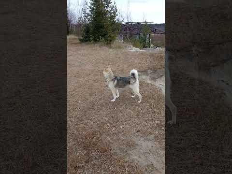 Видео: Гуляю с собакой,сел телефон.