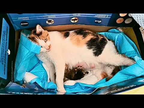 Видео: Беременная кошка ждёт меня каждый день в гараже. Я решил дать ей и котятам тёплый дом!