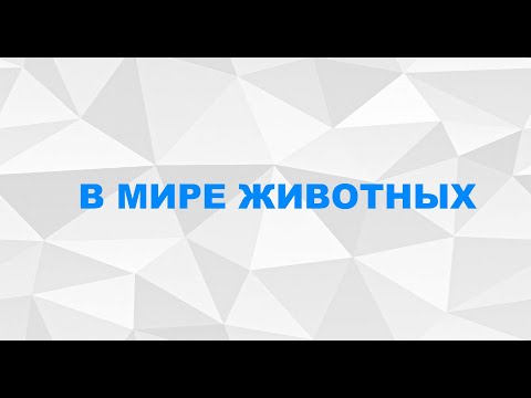 Видео: Шиншиллы
