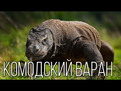 Видео: Комодский варан: Ядовитый "дракон" с острова Комодо | Интересные факты про рептилий