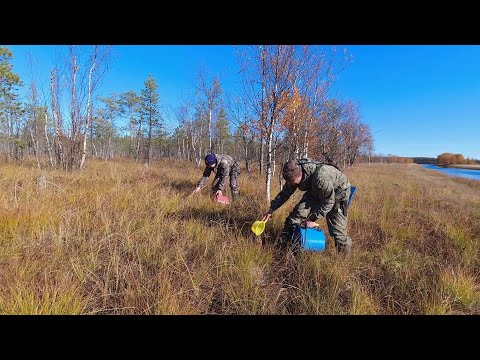 Видео: СЕКРЕТНЫЙ МЕТОД СБОРА КЛЮКВЫ. ГРЕБЁМ КЛЮКВУ НА БЕРЕГУ ТАЁЖНОЙ РЕКИ. СБОР КЛЮКВЫ НА ЗИМУ. СБОР ЯГОД