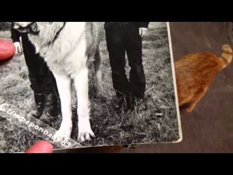 Видео: ФОТОГРАФИИ мама папа