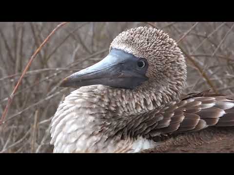 Видео: Эдгэрлийн бясалгал- Healing meditation (тайвшрал-1)