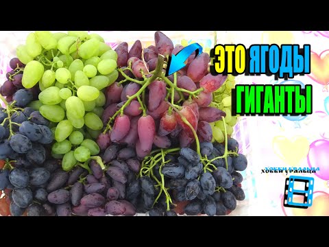 Видео: ТОП 10 ГИГАНТОВ НА НАШЕМ ВИНОГРАДНИКЕ. КРУПНОПЛОДНЫЕ СОРТА ВИНОГРАДА. СЕВЕРНЫЙ ВИНОГРАДНИК 25-06
