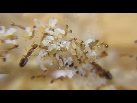 Видео: Мой дом в опасности! Распаковка муравьев Monomorium pharaonis, фараонов муравей.