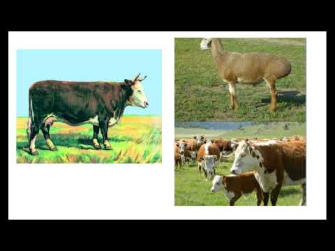 Видео: 10_класс_Биология_3_токсан_Селекция әдістері.Полиплоидия. Гетерозис.