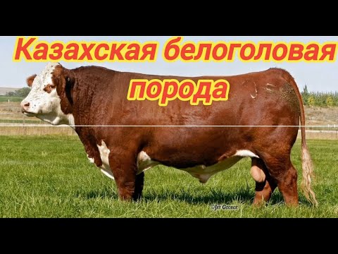 Видео: Казахская белоголовая порода коров. #коровы