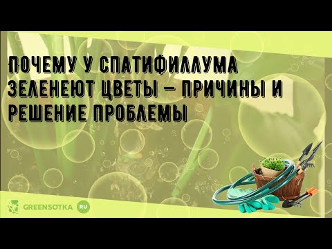 Видео: Почему у спатифиллума зеленеют цветы — причины и решение проблемы