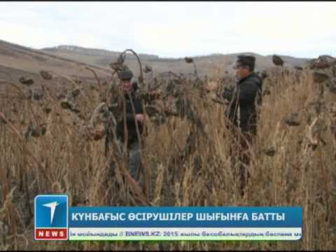 Видео: Күнбағыс өсірушілер шығынға батты