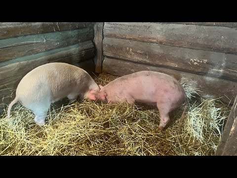 Видео: Жизнь в селе. Подросли ли свинки? Жизнь без воды и отопления. Почему сёла никому ненужны? 