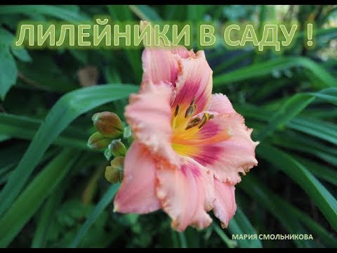 Видео: Лилейники в моем саду.