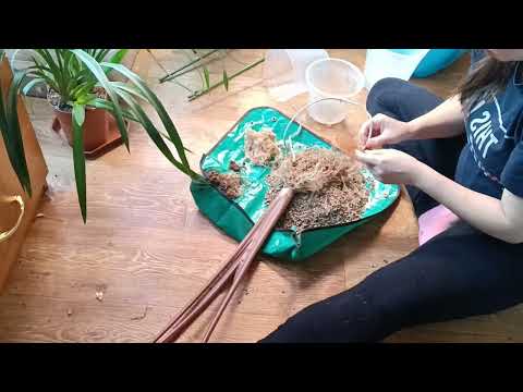 Видео: Алоказия Юкатан Принцесс. Новый лист вырос меньше, чем предыдущий. Что с корнями?