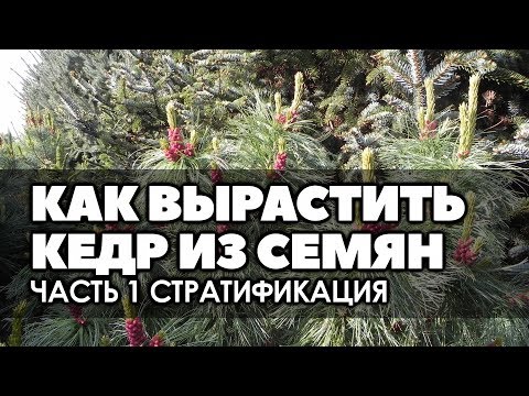 Видео: 🌿❄ Как вырастить кедр из семян Часть 1 Стратификация