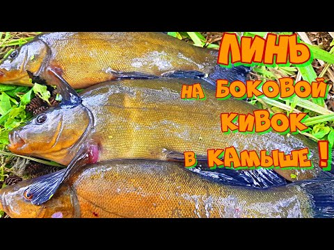 Видео: Рыбалка на БОКОВОЙ КИВОК в Камыше ! Ловля ЛИНЯ на УДОЧКУ с Боковым Кивком .