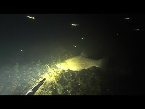 Видео: Ночная подводная охота на лесном озере. Подводная рыбалка.