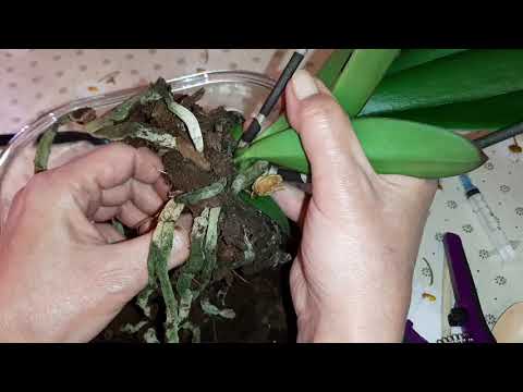 Видео: Шикарный Розовый Фаленопсис Биг Лип со Страшными Корнями | Phal. Big Lip T6820