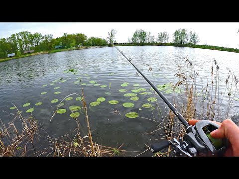 Видео: Приметил её накануне! Щука на спиннинг ПОСЛЕ НЕРЕСТА. Рыбалка. Места. Приманки