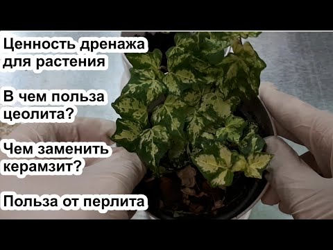 Видео: Плющ Вайт Вандер. Пересадка. Уход. Зачем нужен дренаж? В чем польза цеолита? Польза от перлита