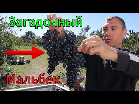 Видео: МАЛЬБЕК! Первое вино