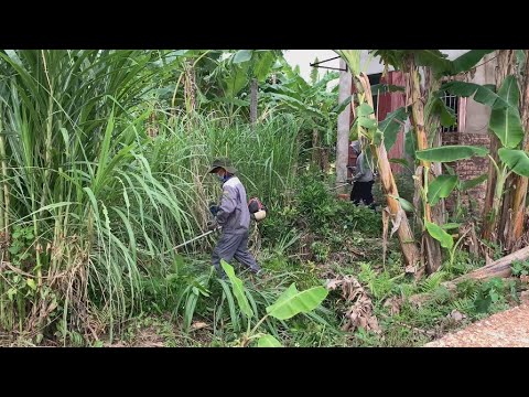 Видео: Помогите пожилой паре преобразить сад Уберите дом Уберите деревья бесплатно