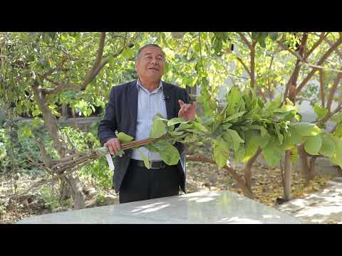 Видео: Азимина - американское растение