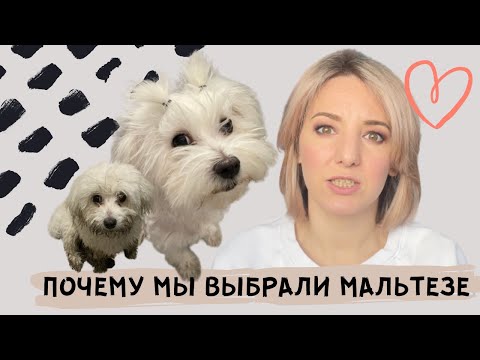 Видео: ПОЧЕМУ МЫ КУПИЛИ МАЛЬТИЙСКУЮ БОЛОНКУ/ПРЕИМУЩЕСТВА ПОРОДЫ