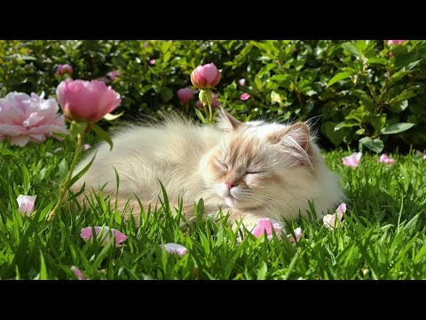 Видео: (Без рекламы) Расслабляющая музыка для кошек | Спокойные звуки арфы и мурлыканья, которые успокоя...