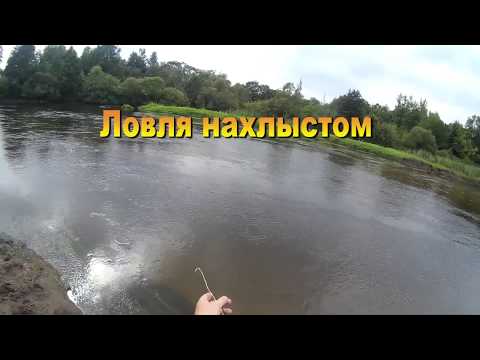 Видео: Жерех на нахлыст