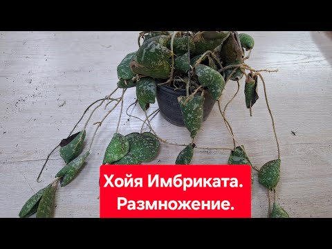 Видео: Хойя Имбриката. Размножение: деление, черенкование. Видео от 10.04.2025г.
