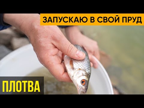 Видео: Плотва. Запустил Плотву в пруд. Зарыбление пруда. Рыба для пруда