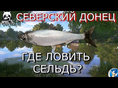 Видео: 🌟СЕВЕРСКИЙ ДОНЕЦ🌟ТОЧКА НА СЕЛЬДЬ ЧЕРНОМОРСКУЮ🌟Русская Рыбалка 4(РР4)🌟