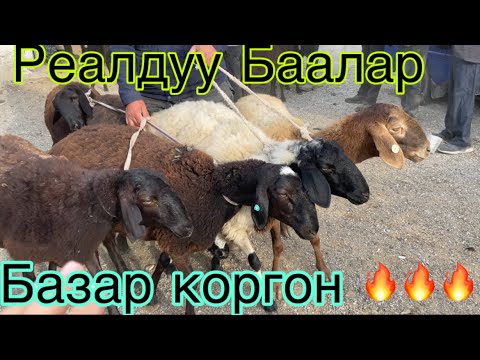 Видео: Базар коргон кой базары Реалдуу Баалар 26 Октябрь 🔥🔥🔥🔥🔥🔥