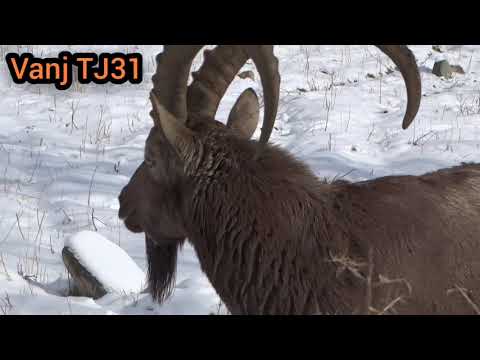 Видео: Боздиди Нахчирхои Кухи дехаи Арнавад Посетите горных козлов в Арнаваде Visit the Mountain Goats in A
