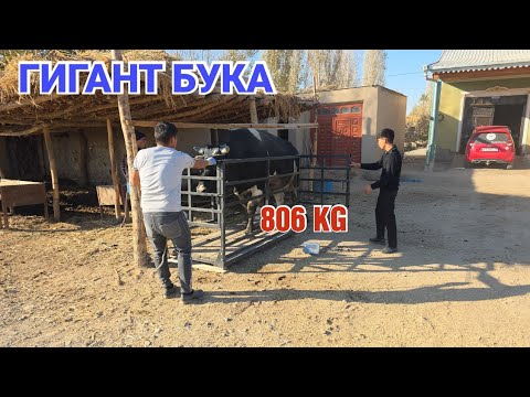Видео: 11 ноября 2025 ГИГАНТ БУКА 806 К.Г ТАРОЗИ ХИЗМАТИ БОР