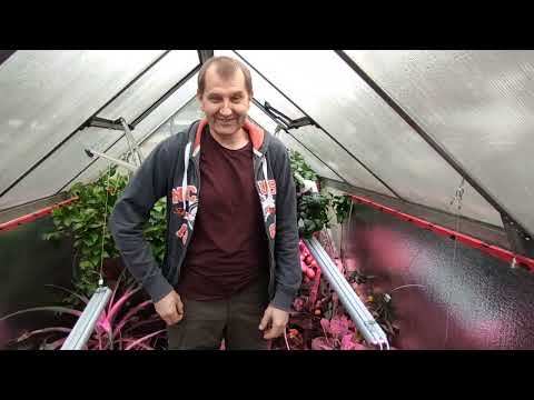 Видео: Как реагируют растения на фитолампы. Результат после пересадки. Укоренение.