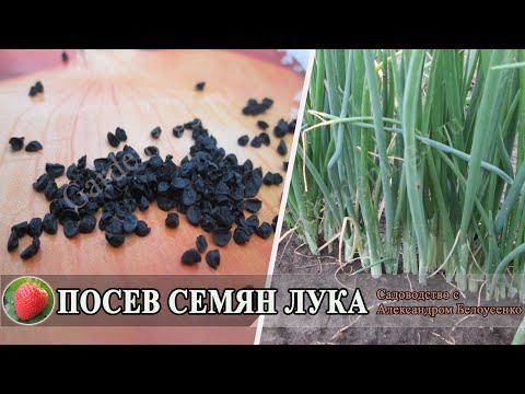 Видео: Посев семян лука чернушки Выращиваем лук репку из семян